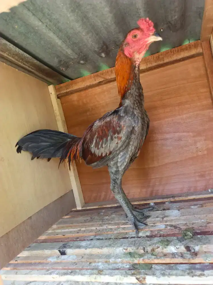 Ayam jantan muda berbakat