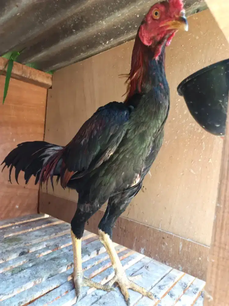 Ayam jantan masih muda