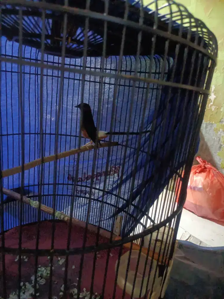 Burung murai batu