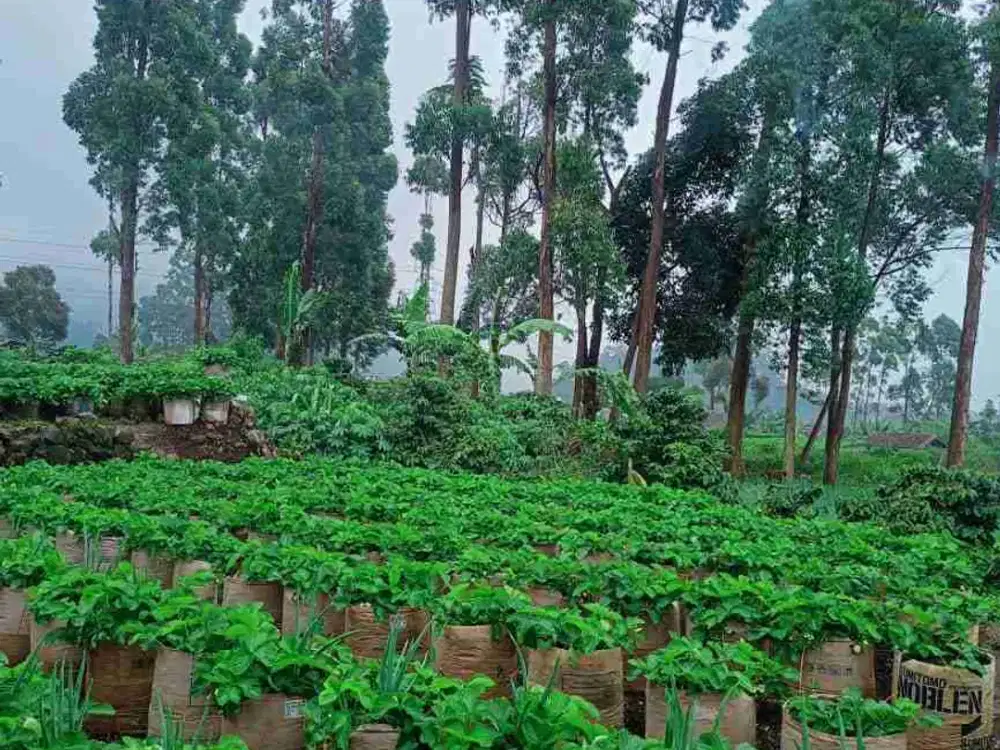 JUAL CEPAT TANAH HARGA TERJANGKAU CIWIDEY BANDUNG SELATAN