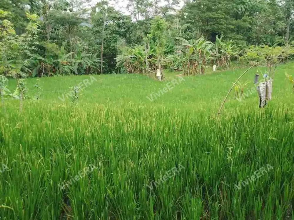Dijual tanah + Sawah ada kolam ikan Jatinunggal Sumedang