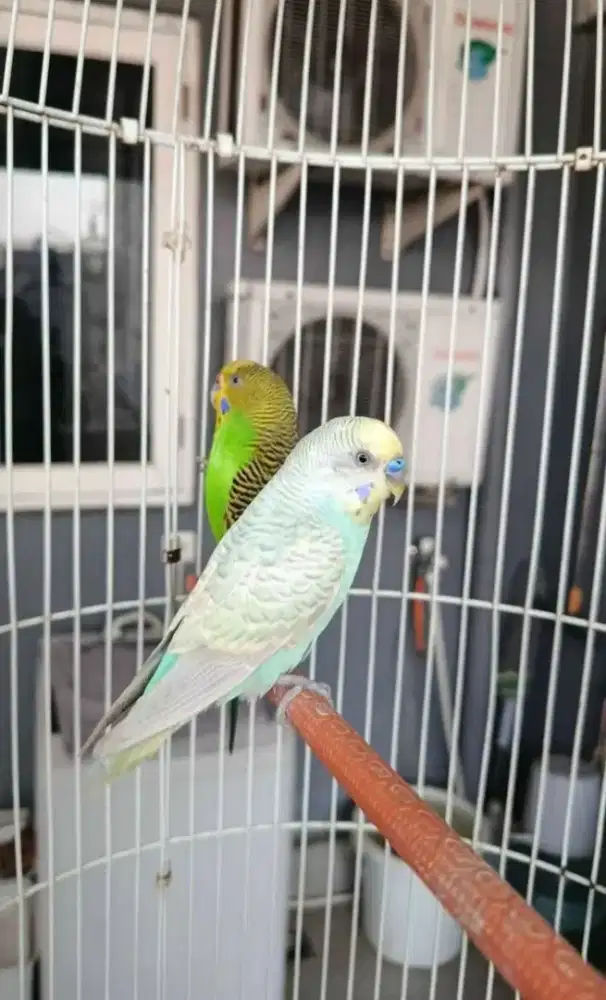 Parkit Sepasang