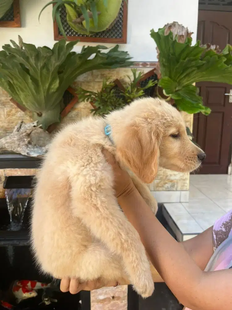 Golden betina 3 Bulan