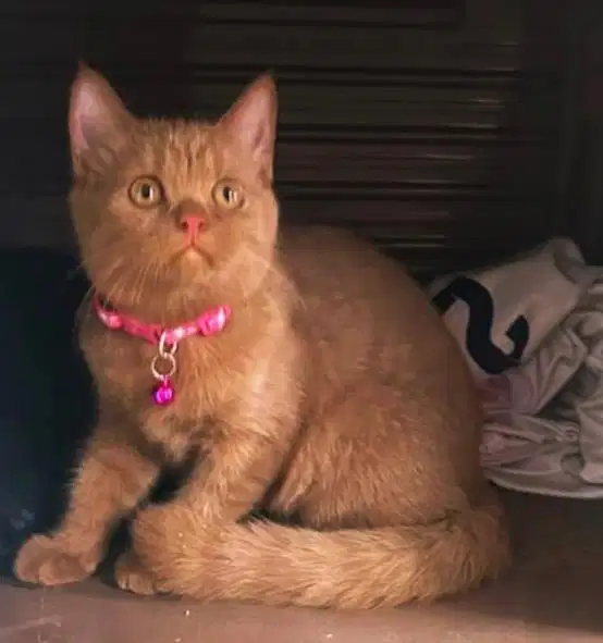 Kucing british shorthair bsh british short hair