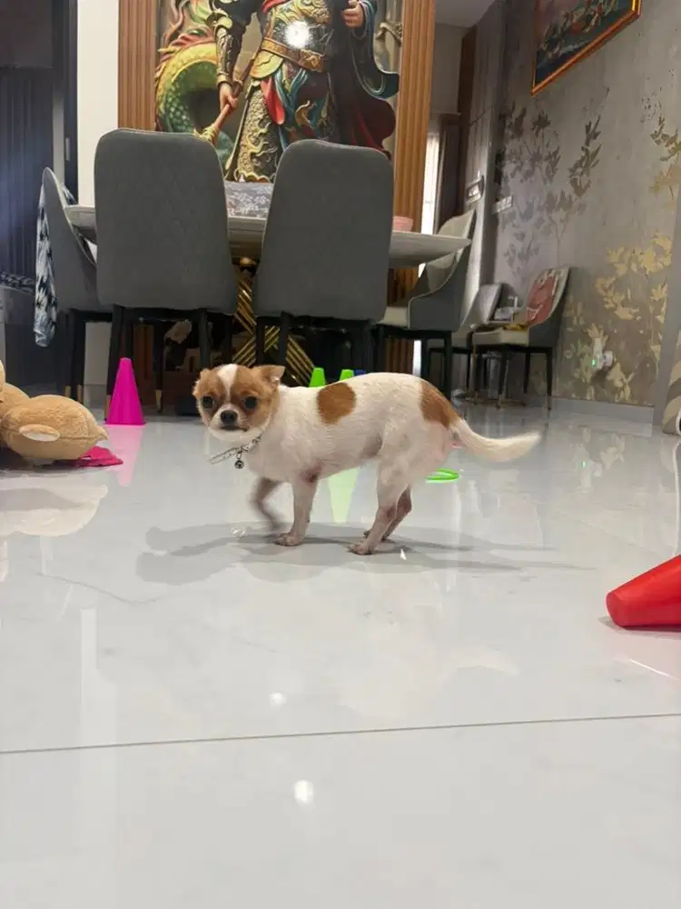 cari pejantan chihuahua