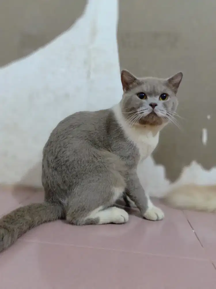 British short hair(Bsh)