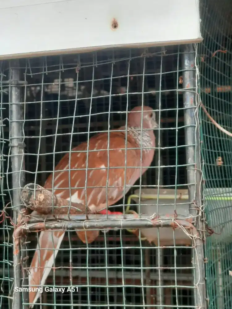 Tekukur warna atau derkuku jantan mapan mulus