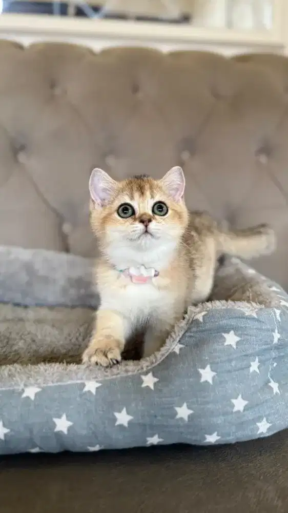 british shorthair betina golden kitten