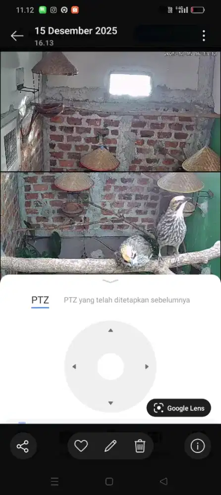 Cucak Rowo pasangan