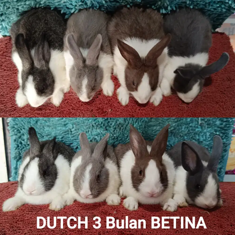 Anakan Kelinci Dutch usia 3 bulan bulan lebih