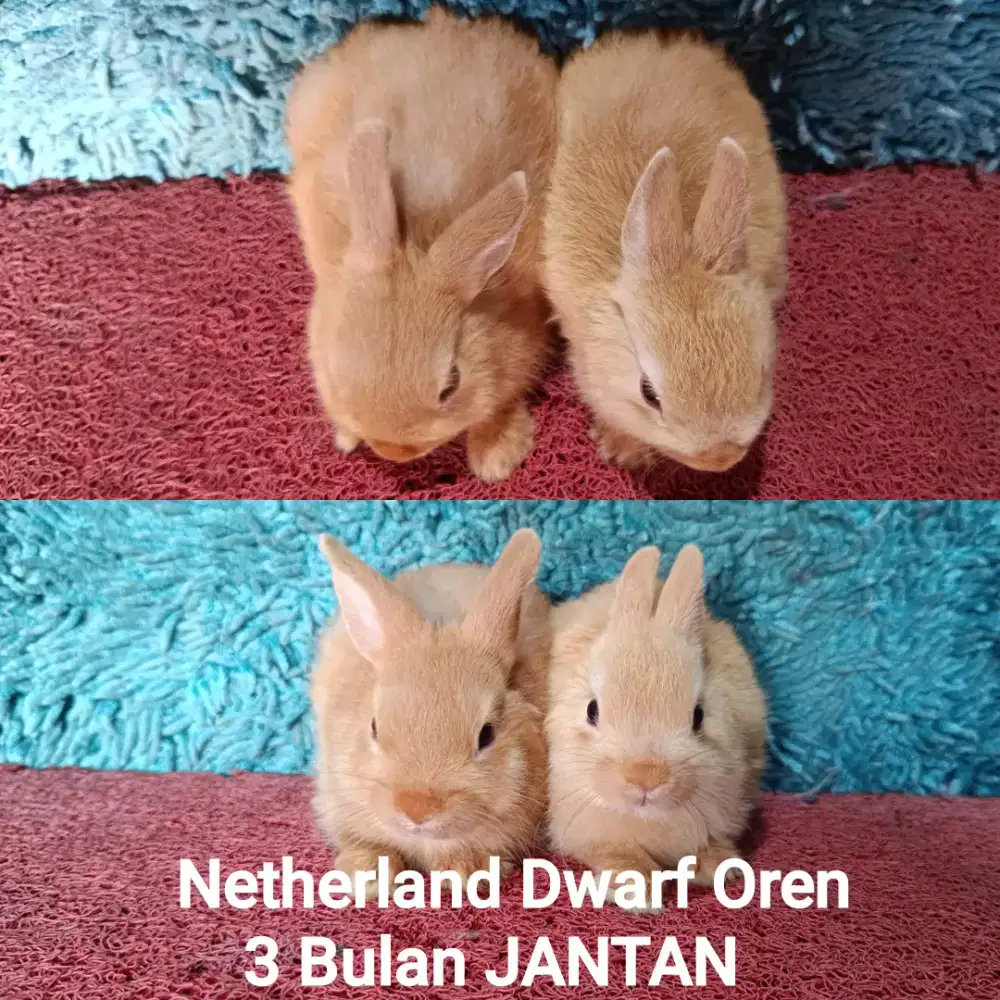 Anakan kelinci Netherland Dwarf 3 bulan warna oren