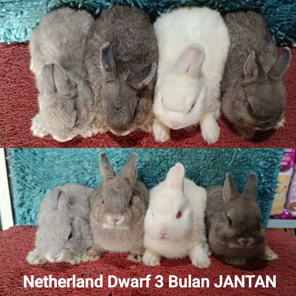 Anakan kelinci Netherland Dwarf usia 3 Bulan