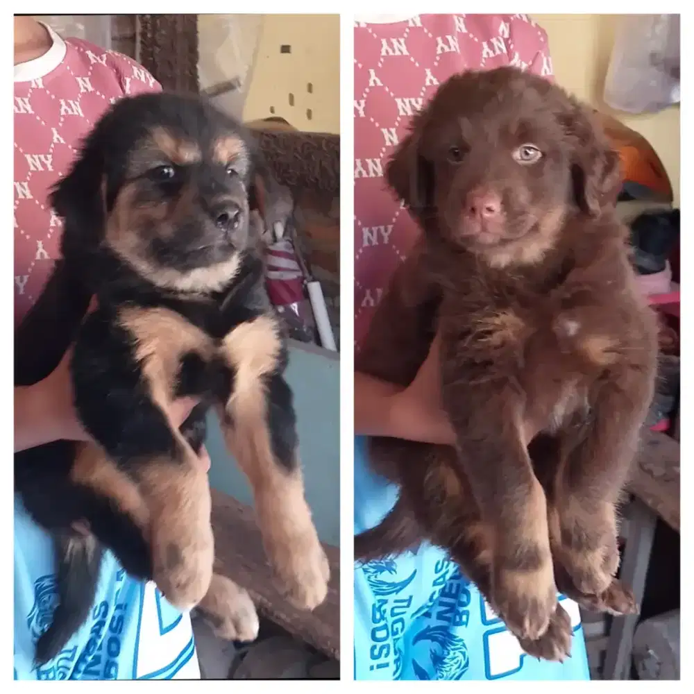 Roddweler mix herder betina semua 2 bln