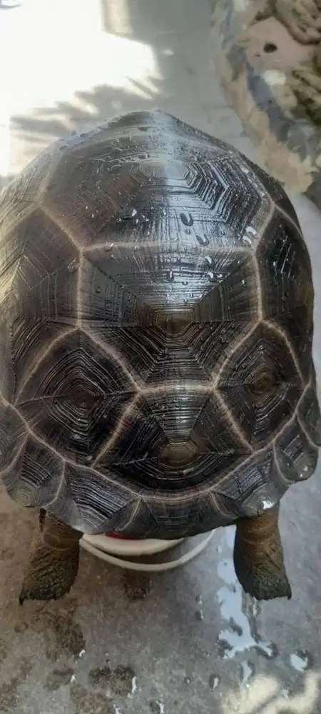 Kura Aldabra Dewasa