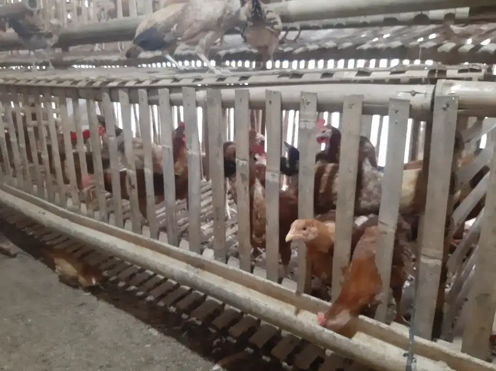 Ayam kampung elba