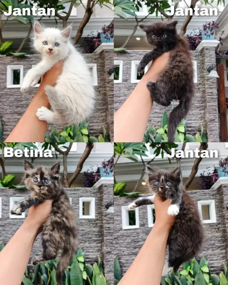 Kitten Persia Longhair lucu lucu