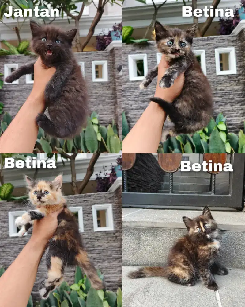 Kitten persia lucu lucu