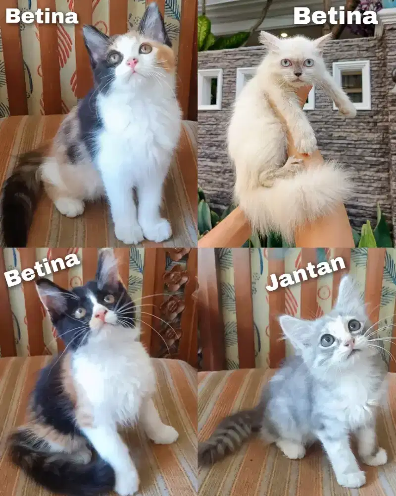 Kitten persia Longhair lucu lucu