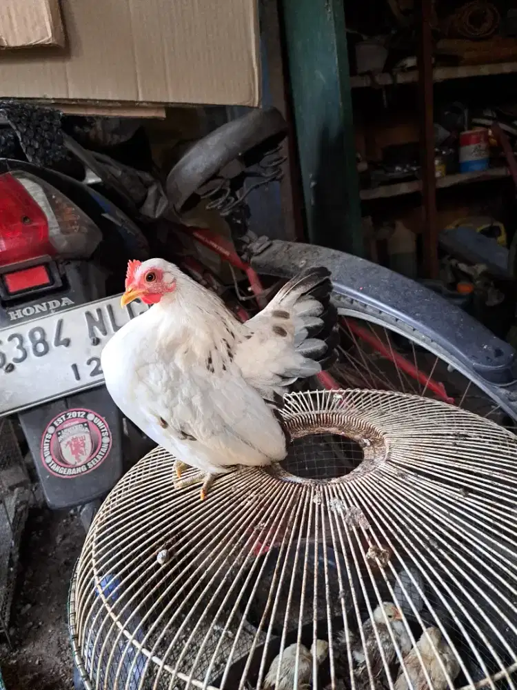 Ayam Serama Asli