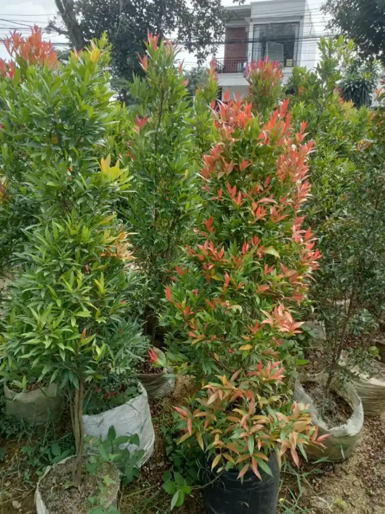Tanaman pucuk merah
