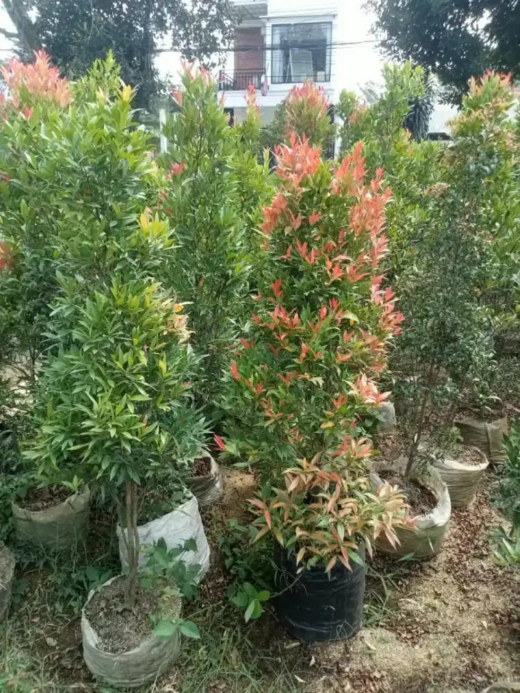 Pohon pucuk merah