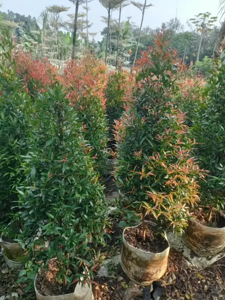 Jual tanaman pucuk merah