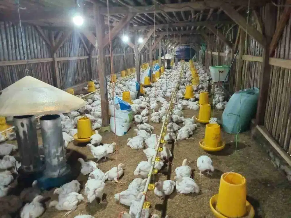 JUAL CEPAT TANAH SUDAH ADA KANDANG AYAM NYA SOREANG BANDUNG SELATAN