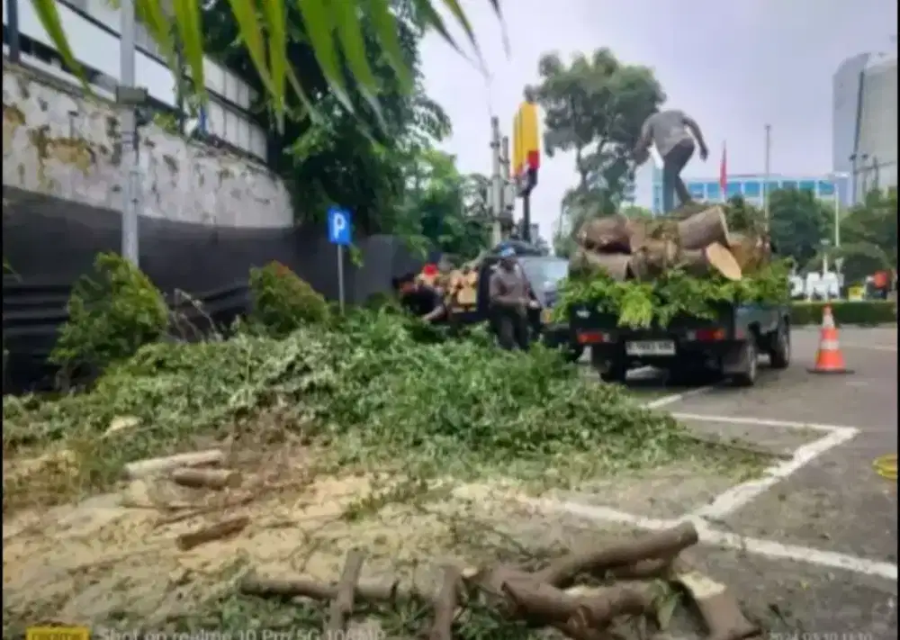 Jasa tebang pohon dan potong rumput