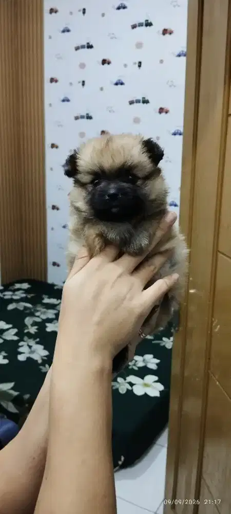 Minipom Betina no stambum