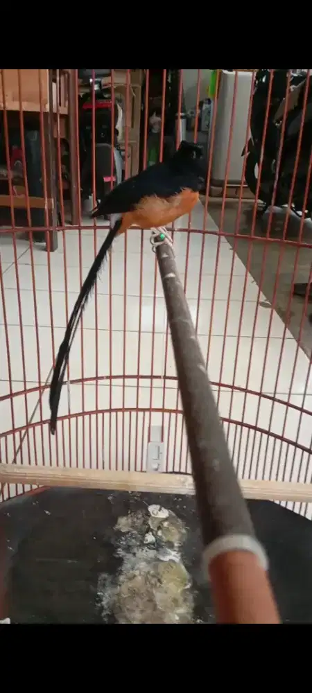 Bismillah murai batu gacor ekor panjang klewer gacorr  26 cm