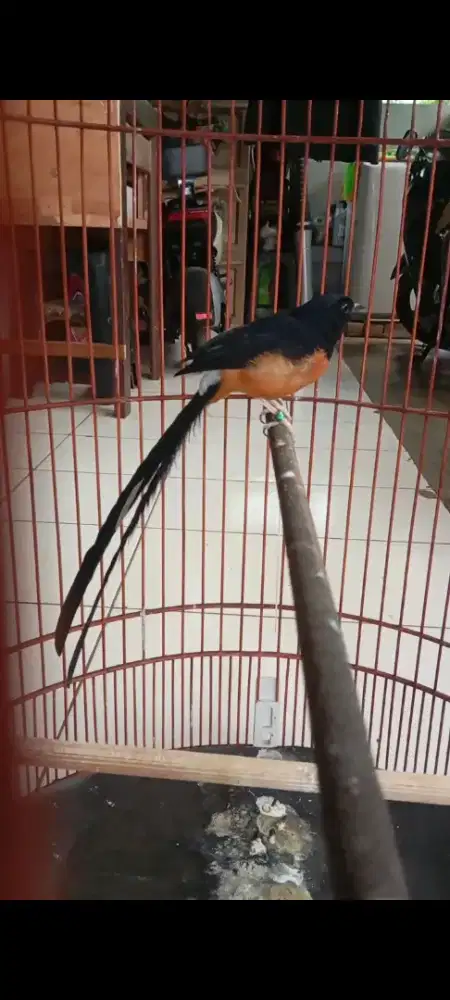 Bismillah murai batu ekor 26 cm gacor body big mulus