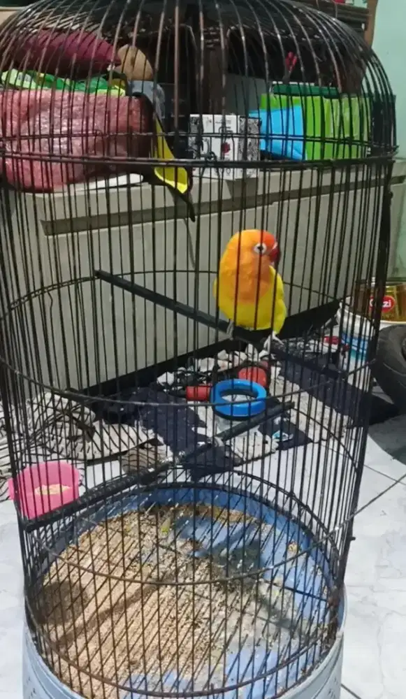 Lutino mata hitam fulset