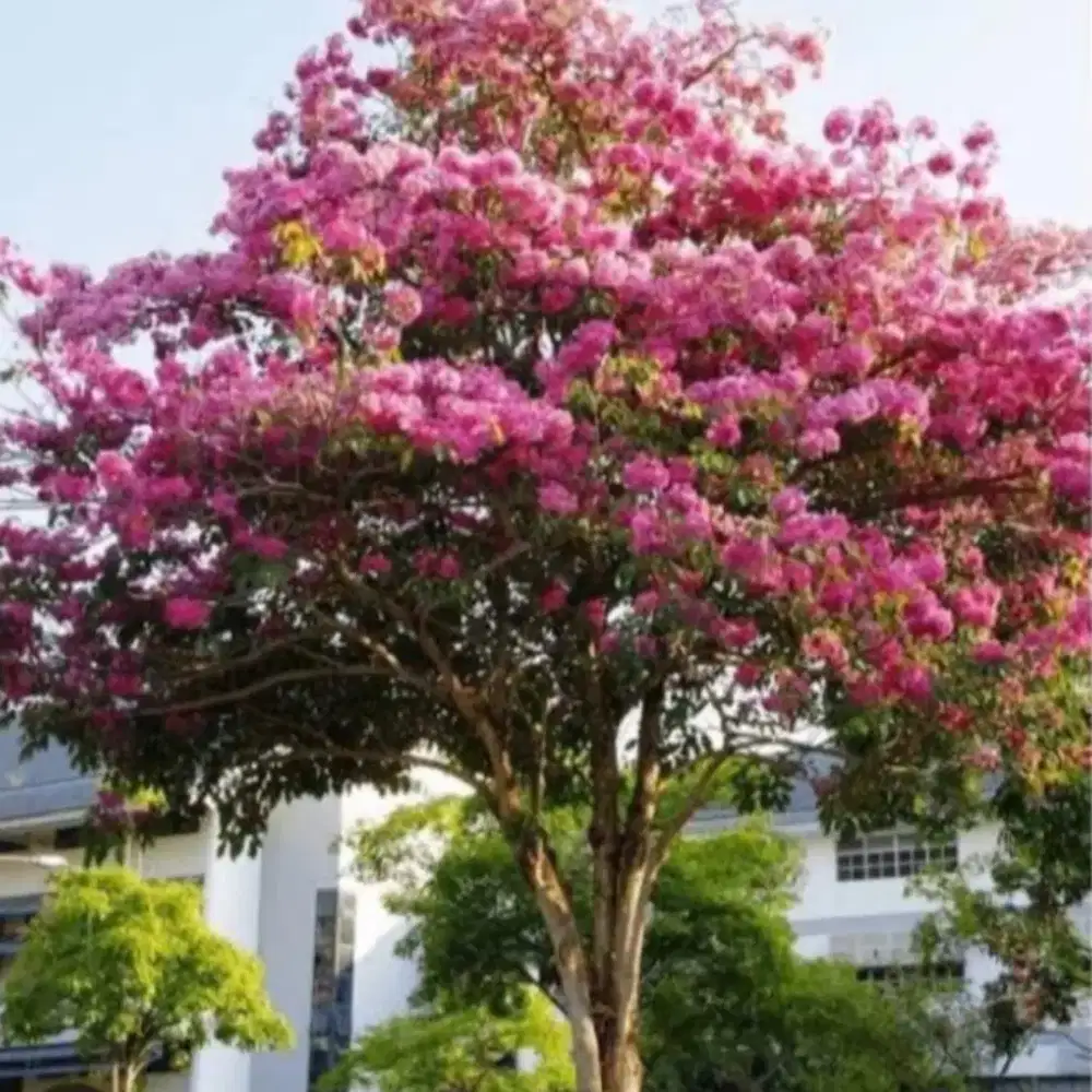 Tabebuya pink (3-4 meter)