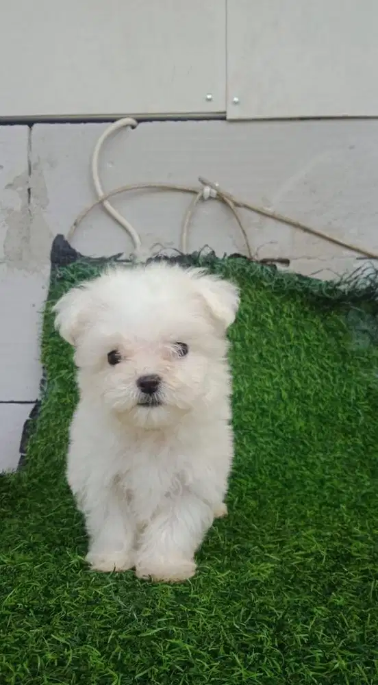 Maltese Puppy Female ±2 Bulan – Sudah Vaksin