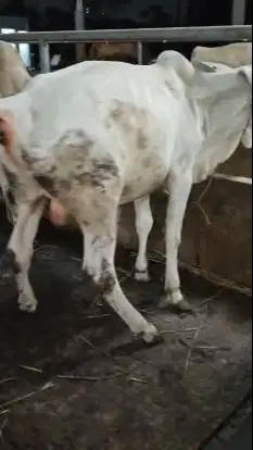sapi jantan 1 tahunan jawaan PO 200kiloanUP siap piara nazar potongan