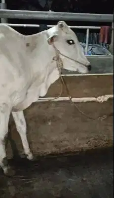 sapi jantan 1 tahunan jawaan PO 200kiloanUP siap piara nazar potongan