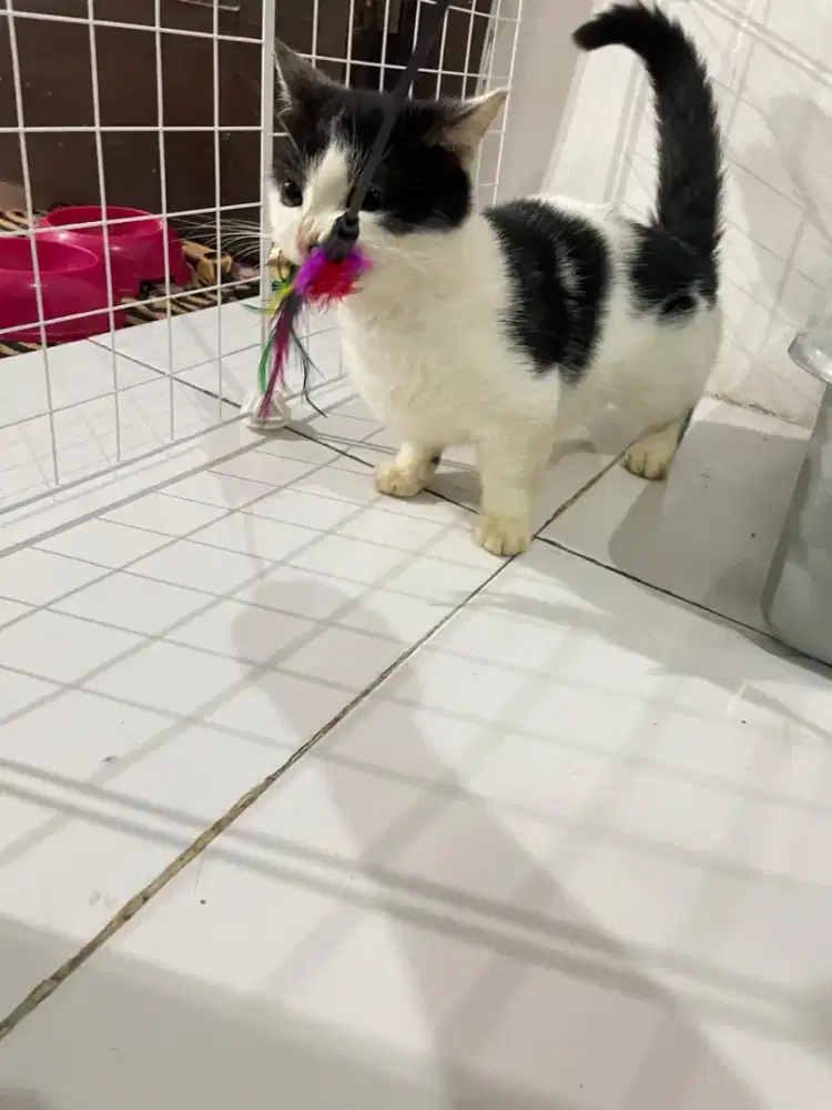 Kucing persia munskin