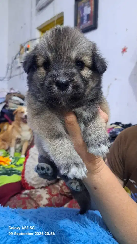 Jual anak anjing lucu