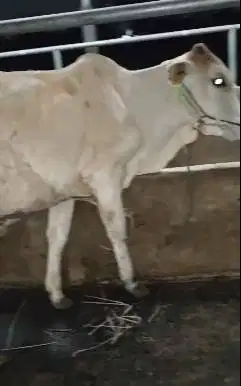 sapi jantan 1 tahunan cross PO jawaan siap piara hajatan 200kiloanUP