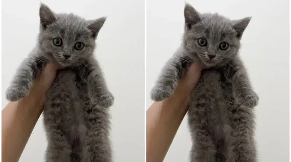 Kucing kitten British shorthair Bluesolid Femalle