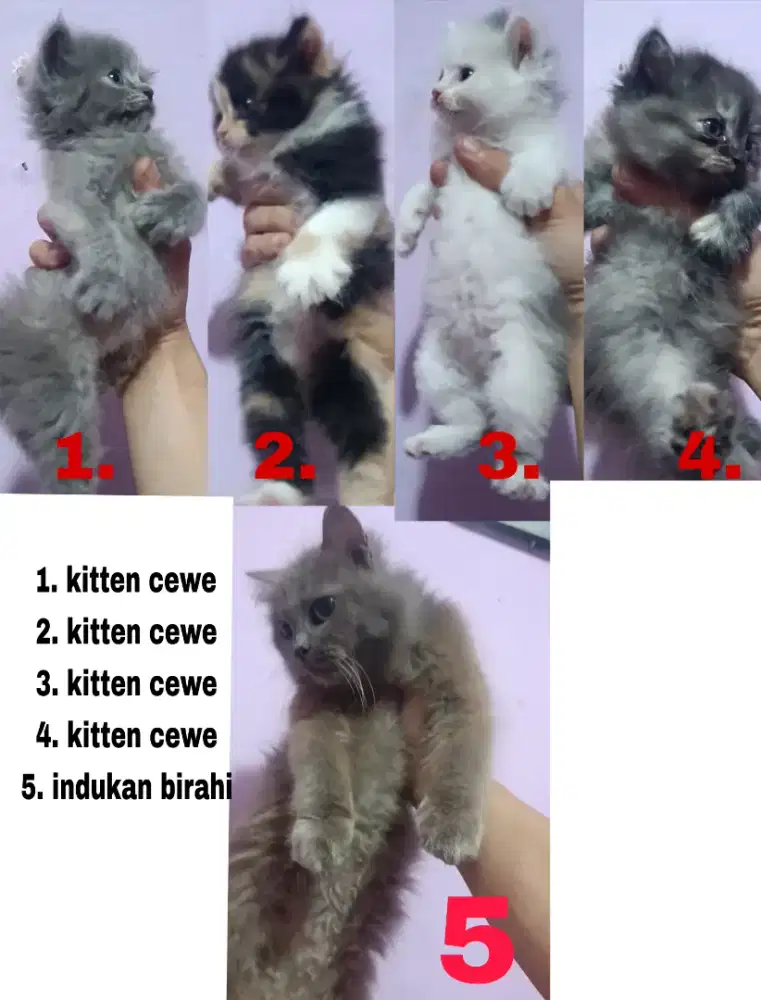 kucing flatnose open adop