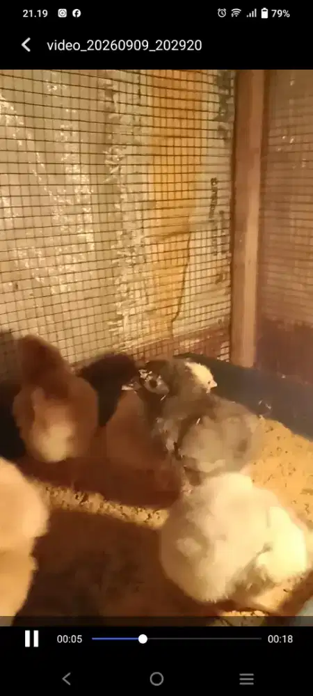 Doc ayam kampung unggul