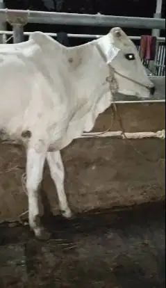 sapi jantan 1 tahunan 200kiloanUP siap potong hajatan nazar sedekahan