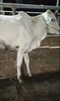 sapi jantan 1 tahunan 200kiloanUP jawaan PO siap potong piara hajatan