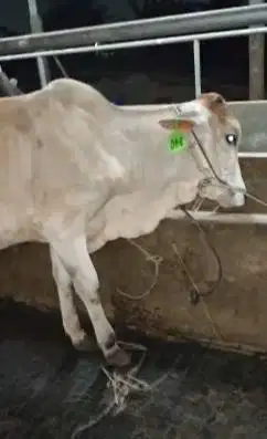 sapi jantan 1 tahunan 200kiloanUP siap hajatan nazar potongan manteb