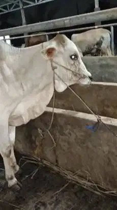 sapi jantan 1 tahunan 200kiloanUP siap hajatan nazar potongan manteb
