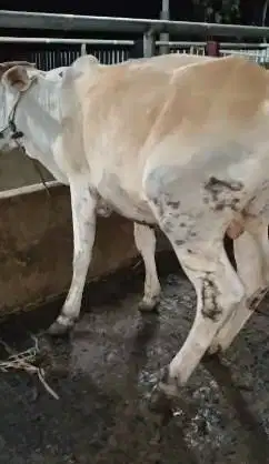 sapi jantan 1 tahunan 200kiloanUP siap potongan nazar sedekahan hajat