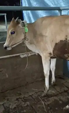 sapi jantan 1 tahunan 200kiloanUP siap potongan nazar sedekahan hajat
