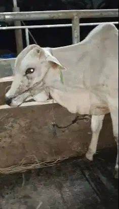 sapi jantan 1 tahunan 200kiloanUP siap potong nazar maulidan sedekahan