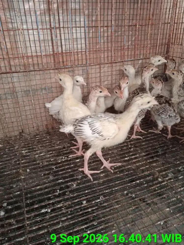 Kalkun tanpa Kandang Bangkok Kate Cemani Pelung